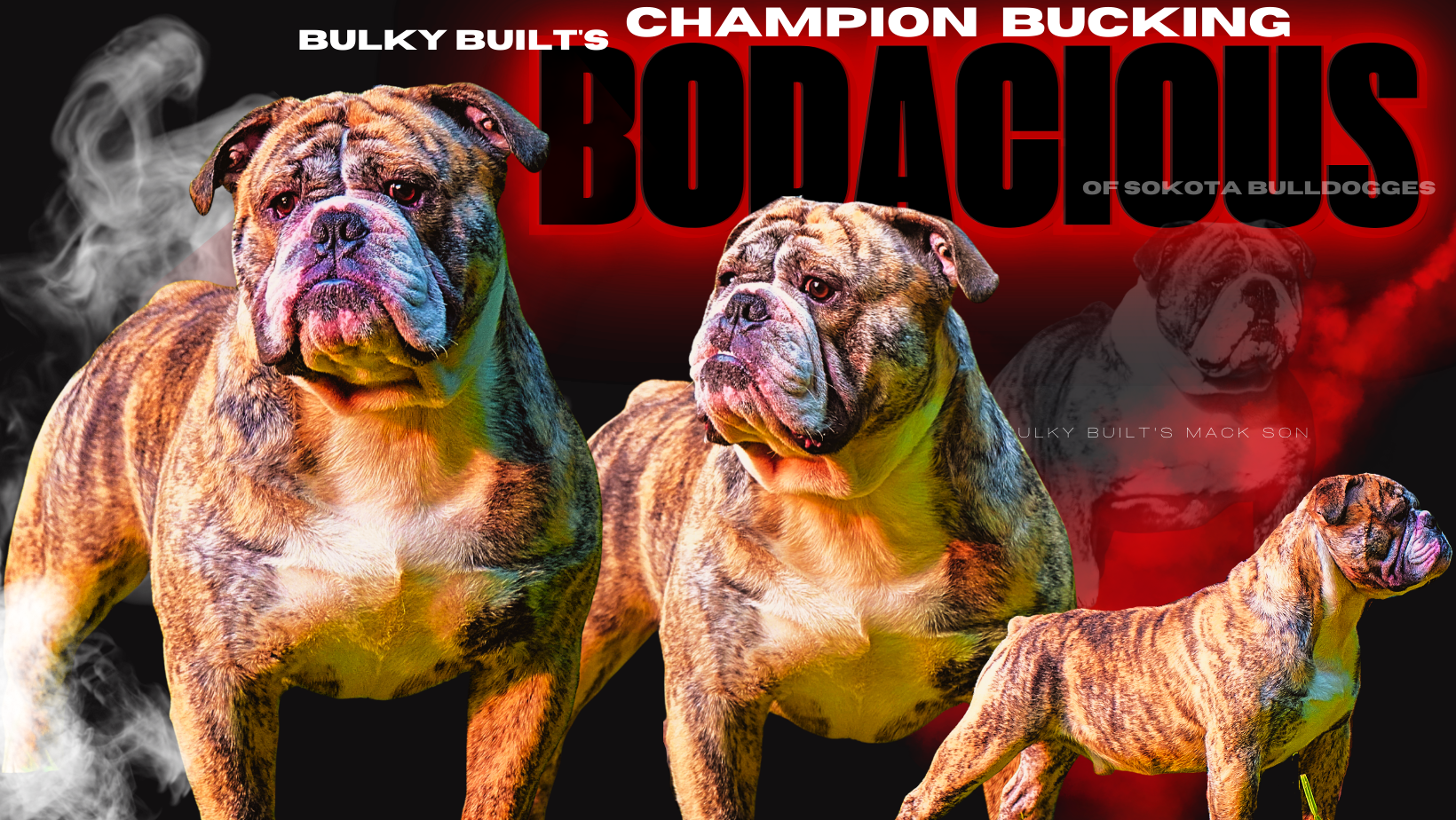 National Grand Champion Bulky Built's BUCKING BODACIOUS at your